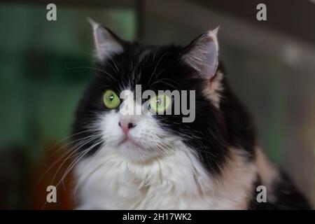 Beau chat de la race persane (métis) sur un fond sombre regarde dans la distance.Couleur noir et blanc, yeux verts.Gros plan, mise au point sélective. Banque D'Images