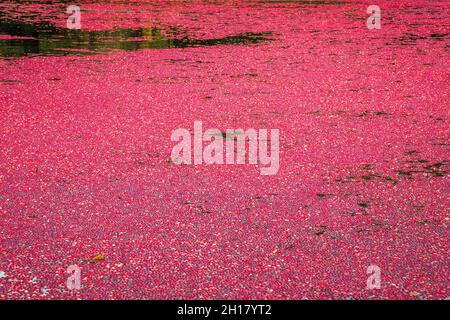 Canneberges rouges brillantes dans la tourbière inondée pendant la récolte annuelle de canneberges à l'automne. Banque D'Images