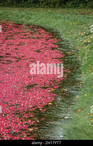 Canneberges rouges brillantes dans la tourbière inondée pendant la récolte annuelle de canneberges à l'automne. Banque D'Images