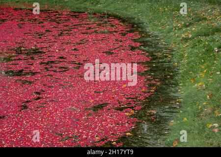 Canneberges rouges brillantes dans la tourbière inondée pendant la récolte annuelle de canneberges à l'automne. Banque D'Images