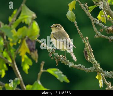 Une chiffballe commune, Phylloscopus collybita, est assise sur un branchlet, en Allemagne Banque D'Images