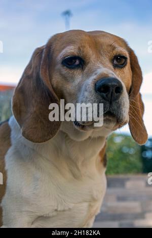 Portrait de Beagle Banque D'Images