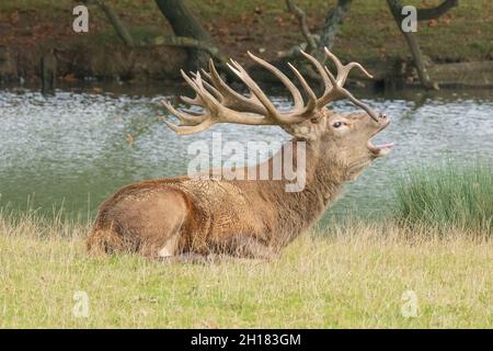 Red Stag Deer anglais présentant des bois, aboyant, hurlant et appelant, en ornières, en saison de reproduction. Woburn, Angleterre. Banque D'Images