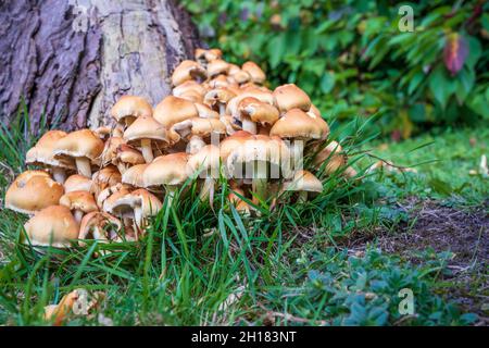 Groupe de champignons de Tuft de soufre Hypholoma fasciculare poussant sur la souche d'un vieux arbre Banque D'Images