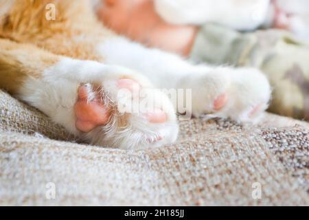 Gros plan de la patte de chat.Animal domestique au repos.Pied de chat doux Banque D'Images