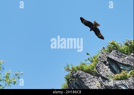 Silhouette aigle steppe volant sous le soleil éclatant et ciel nuageux en été Banque D'Images