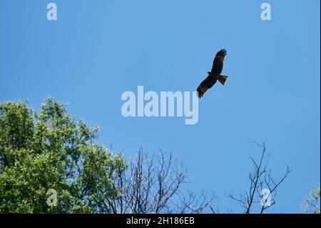 Silhouette aigle steppe volant sous le soleil éclatant et ciel nuageux en été Banque D'Images