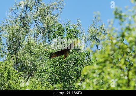 Silhouette aigle steppe volant sous le soleil éclatant et ciel nuageux en été Banque D'Images