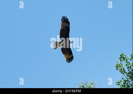 Silhouette aigle steppe volant sous le soleil éclatant et ciel nuageux en été Banque D'Images