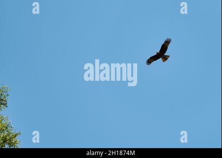 Silhouette aigle steppe volant sous le soleil éclatant et ciel nuageux en été Banque D'Images