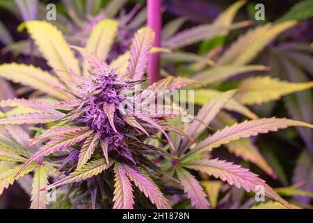 Plantes à usage médical de marijuana ou de chanvre avec boutons violets causées par les anthocyanines à la fin de la floraison Banque D'Images