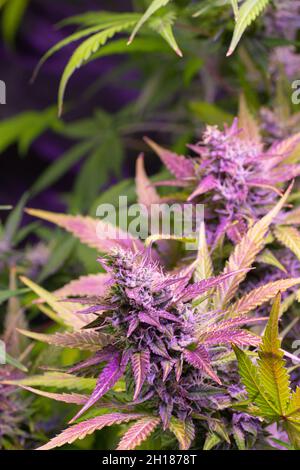 Plantes à usage médical de marijuana ou de chanvre avec boutons violets causées par les anthocyanines à la fin de la floraison Banque D'Images