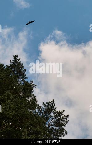 Silhouette aigle steppe volant sous le soleil éclatant et ciel nuageux en été Banque D'Images