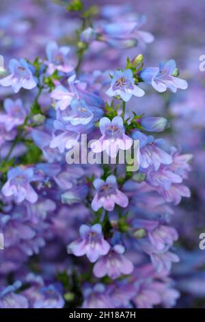 Penstemon heterophyllus 'Heavenly Blue', une langue de la barbe à faible croissance. ROYAUME-UNI Banque D'Images