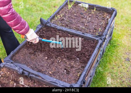 Vue rapprochée de l'homme desserrer le sol avec un râteau dans le lit de jardin dans le collier de palette.Suède. Banque D'Images