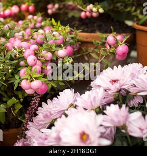 Les baies de neige blanches roses, les chrysanthèmes jaunes et le poivre rouge décorent le parterre à fleurs sur la pelouse du jardin Banque D'Images