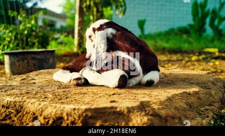 Bouc de chèvre blanc avec taches brunes dormant intrépide dans une terre agricole.Animaux de compagnie paysage. Banque D'Images