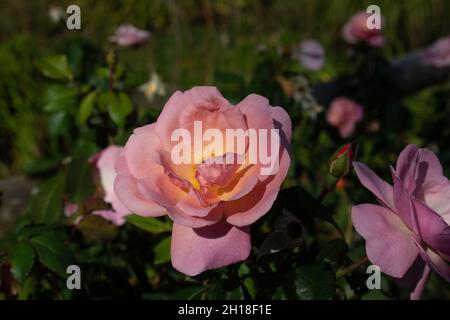 Rose thé Banque D'Images