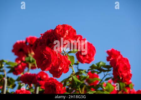 Roses rouges dans le jardin à sanny jour contre le ciel bleu, se concentrer sur la partie centrale allégée par le soleil Banque D'Images