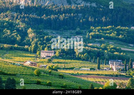 Vignobles au pied de la montagne à Trento, région italienne du Trentin-Haut-adige Banque D'Images