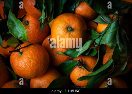 Gros plan de plusieurs tangerines avec leurs feuilles. Banque D'Images