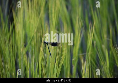 Une Demoiselle bandée (Calopteryx splendens) sur de jeunes frondes d'orge verte. Banque D'Images