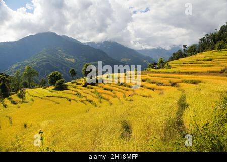 rizières ou rizières en terrasse dorée dans les montagnes de l'Himalaya au Népal Banque D'Images