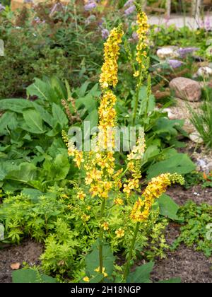 Mulléine noire ou mulléine foncée, Verbascum nigrum, plante sauvage avec fleurs jaunes poussant dans le jardin, pays-Bas Banque D'Images