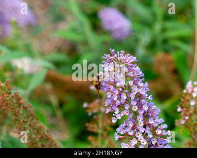 Mouche commune de drone, Eristalis tenax, sur la buddleia davidi 'plaisir rose' dans le jardin, pays-Bas Banque D'Images