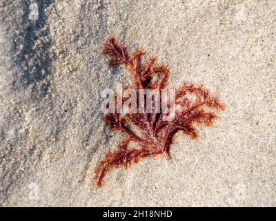 Algues rouges, Rhodophyta, lavées sur sable plat à marée basse de la mer des Wadden, pays-Bas Banque D'Images