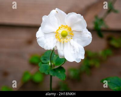 Anémone japonaise, anémone 'Honorine Jobert', fleurs blanches à coeur jaune en automne, pays-Bas Banque D'Images