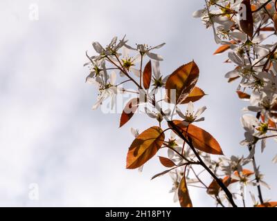 Juneberry ou mespilus neigeux, Amelanchier lamarkii, branches avec des feuilles brun rougeâtre et des fleurs blanches contre le ciel au printemps, pays-Bas Banque D'Images