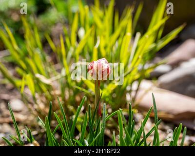 Rose de mer ou thrift de mer, Armeria maritima, gros plan du nouveau bourgeon qui grandit à la fleur au printemps, pays-Bas Banque D'Images