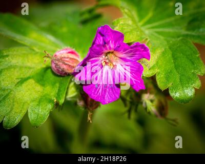 Le projet de loi de la grue de roche, Geranium macrorhizum, gros plan de la fleur et du bourgeon parmi le feuillage vert au printemps, aux pays-Bas Banque D'Images