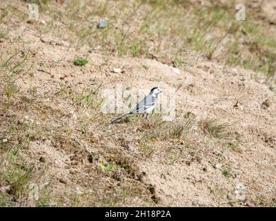 Queue de cheval blanche, Motacilla alba, portrait d'homme dans l'herbe au printemps, pays-Bas Banque D'Images