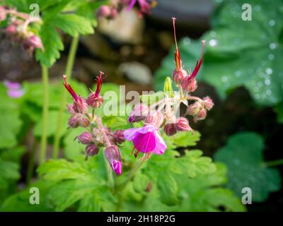 Le projet de loi de la grue de roche, Geranium macrorhizum, gros plan de fleurs et de bourgeons parmi le feuillage vert au printemps, aux pays-Bas Banque D'Images
