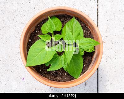 Haricot français nain ou haricot commun Faraday, Phaseolus vulgaris, vue de dessus des feuilles de jeune plante poussant dans un pot de terre cuite Banque D'Images