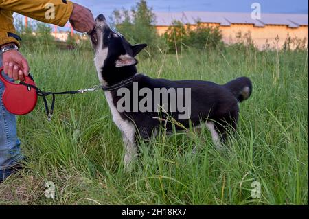 Un chien husky tient sur un bâton et joue Banque D'Images