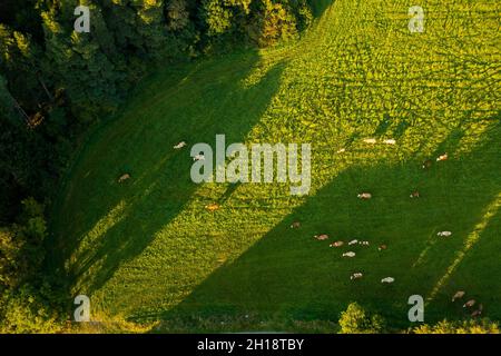 Vue aérienne des vaches pâturage herbe dans un pré vert dans les montagnes Banque D'Images