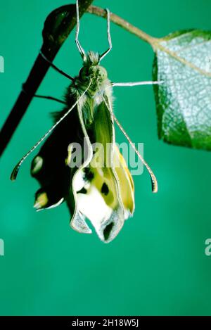 Pieris rapae - petit papillon de chou blanc émergeant des chrysalides Banque D'Images
