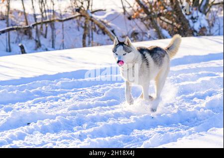 La vie animale dans la nature, les huskies sur la chasse d'hiver, les jeux de chiens d'hiver. Banque D'Images