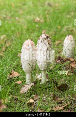 Champignons - Inkcap de Shaggy (Coprinus comatus) Banque D'Images