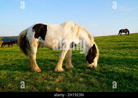 The Galineers CoB, également connu sous le nom de traditionnel Gypsy CoB, Irish Cob, Gypsy Horse ou Gypsy Vanner dans le village bavarois de Birkach (Allemagne) Banque D'Images