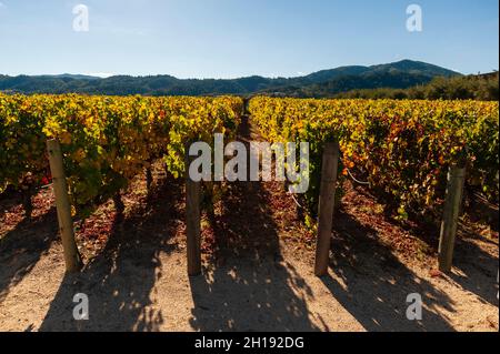 De douces montagnes basses offrent une toile de fond pour des rangées de vignes au domaine viticole Robert Mondavi.Napa Valley, Californie. Banque D'Images