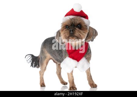 le petit chien terrier du yorkshire vêtu des vêtements du père noël est debout sur fond blanc Banque D'Images