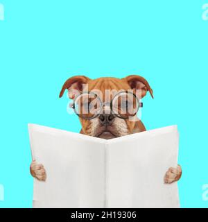 paysage d'un beau bouledogue anglais portant des lunettes et lisant le journal sur fond bleu Banque D'Images