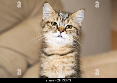 Un gros plan d'un chat américain de Shorthair dans une chambre Banque D'Images