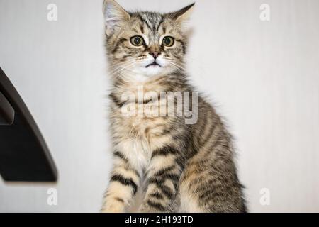 Un gros plan d'un chat américain de Shorthair dans une chambre Banque D'Images