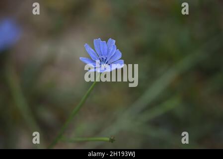 Cichorium intybus le pissenlit commun, une plante à fleurs aux pétales de lavande sur fond vert naturel. Banque D'Images