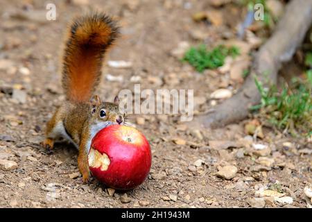 Petit écureuil rouge essayant de saisir une pomme partiellement mangée.La pomme est trop grande pour que l'écureuil puisse le porter, il essaie donc de la tirer vers l'arrière.Concentrez-vous sur vos yeux. Banque D'Images